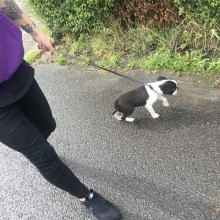 Kennel | Charnwood House Kennels Ltd