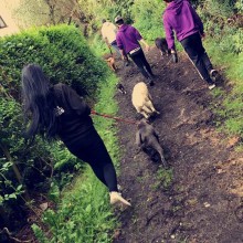 Kennel | Charnwood House Kennels Ltd