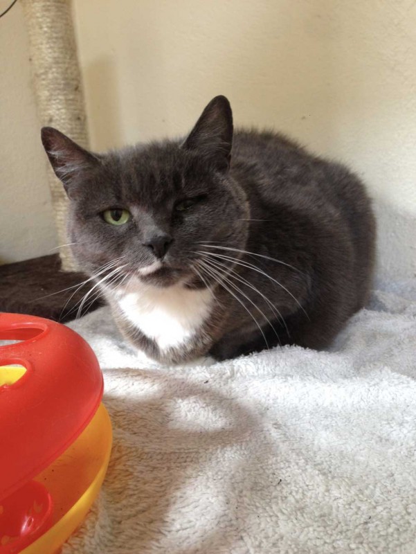 Charnwood House | Cattery Gallery Images