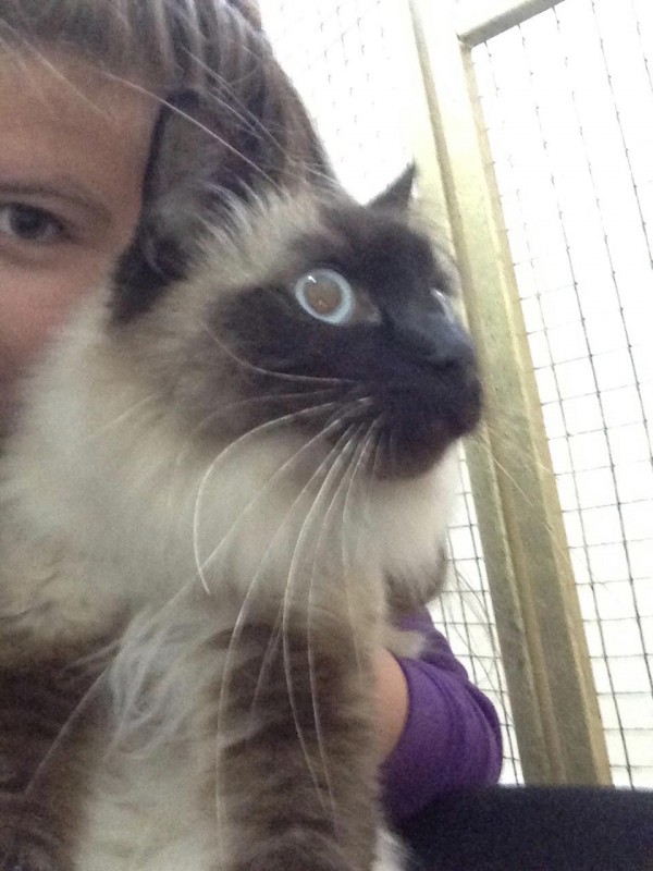 Charnwood House | Cattery Gallery Images