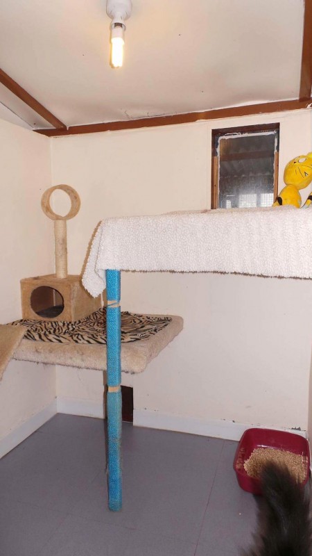 Charnwood House | Cattery Gallery Images