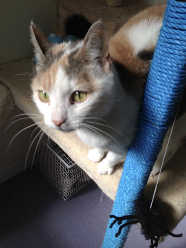 Charnwood House | Cattery Gallery Images