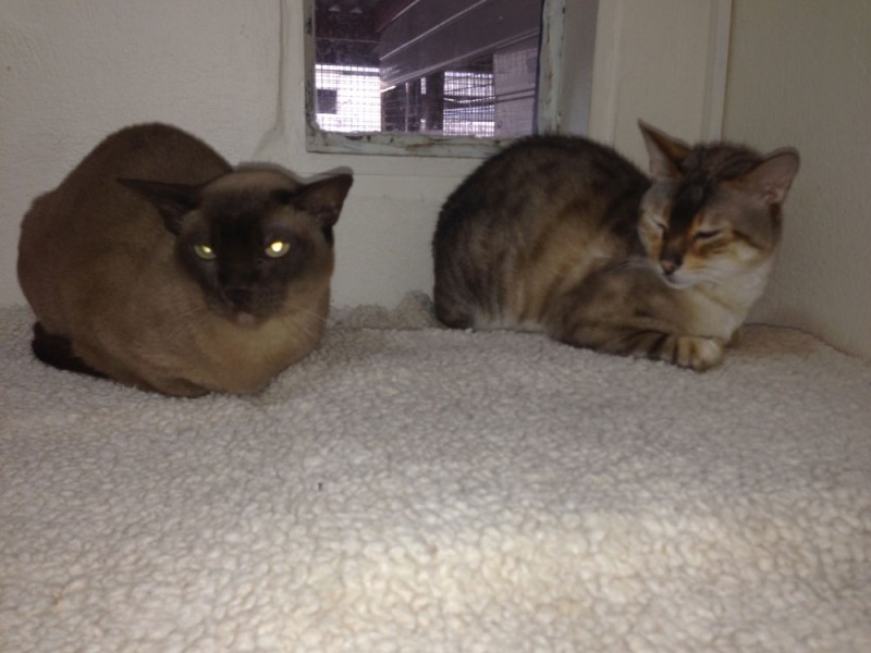Charnwood House | Cattery Gallery Images