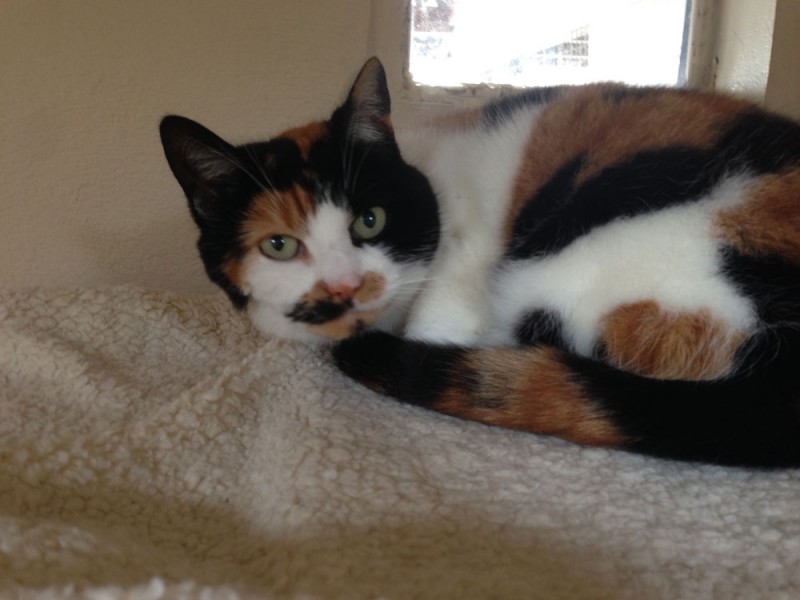 Charnwood House | Cattery Gallery Images