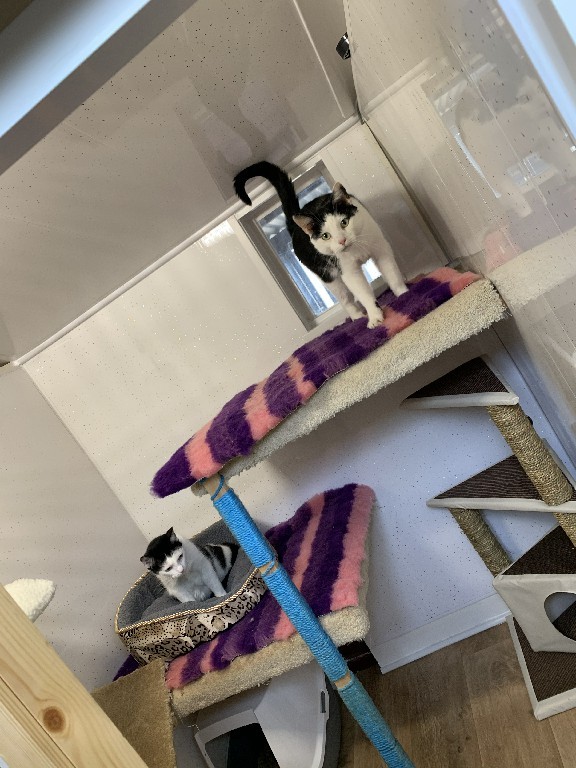 Charnwood House | Cattery Gallery Images