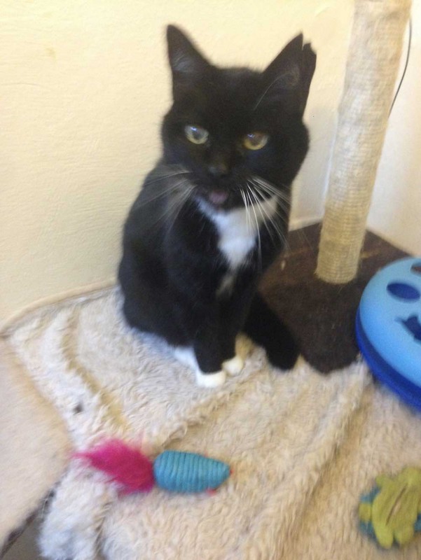 Charnwood House | Cattery Gallery Images