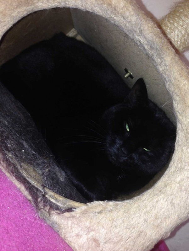 Charnwood House | Cattery Gallery Images