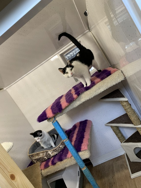 Charnwood House | Cattery Gallery Images