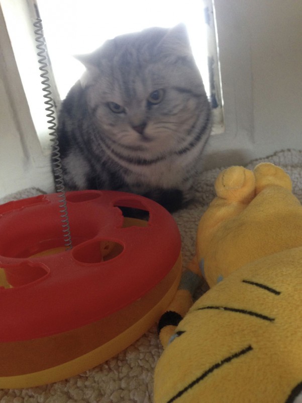 Charnwood House | Cattery Gallery Images