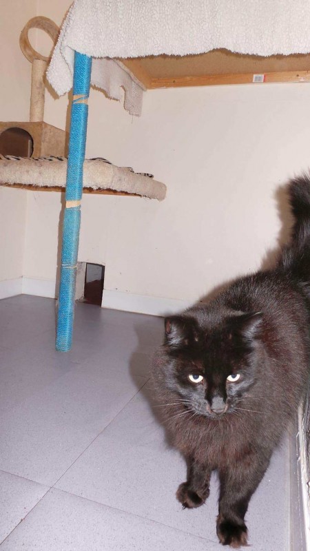 Charnwood House | Cattery Gallery Images