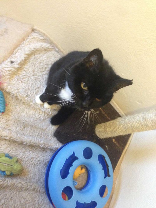 Charnwood House | Cattery Gallery Images