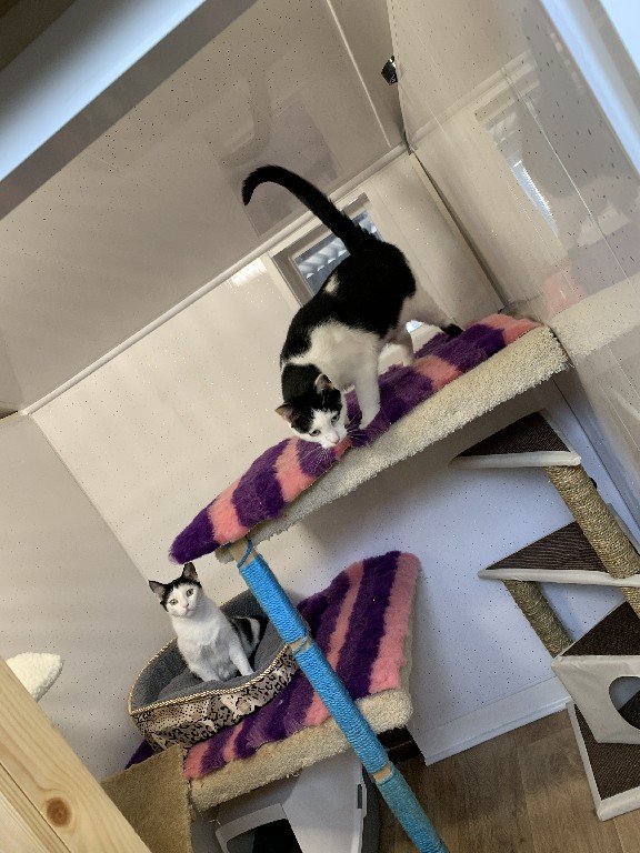 Charnwood House | Cattery Gallery Images