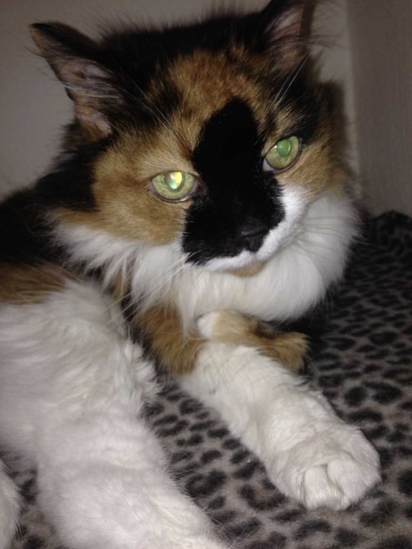 Charnwood House | Cattery Gallery Images