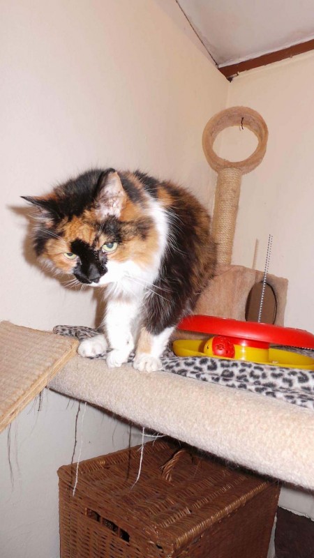 Charnwood House | Cattery Gallery Images