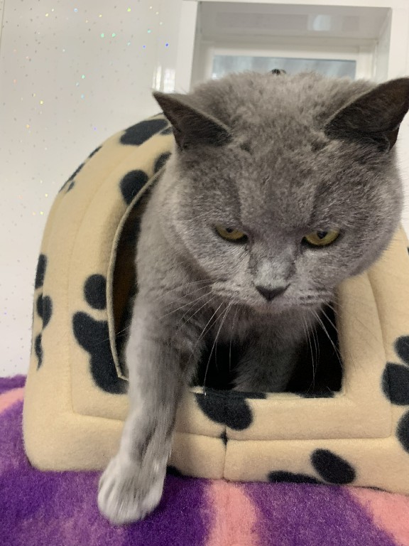 Charnwood House | Cattery Gallery Images