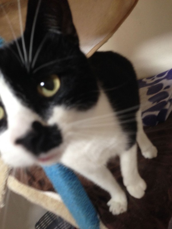 Charnwood House | Cattery Gallery Images