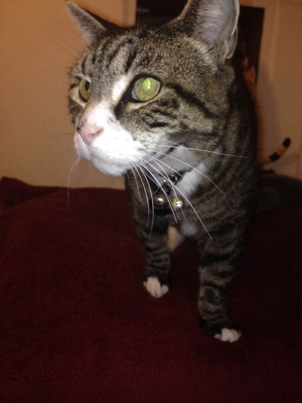 Charnwood House | Cattery Gallery Images