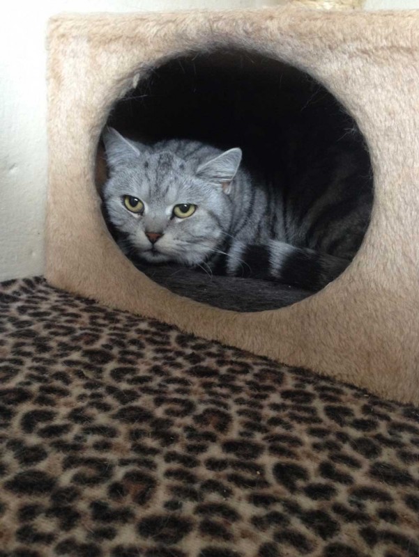 Charnwood House | Cattery Gallery Images