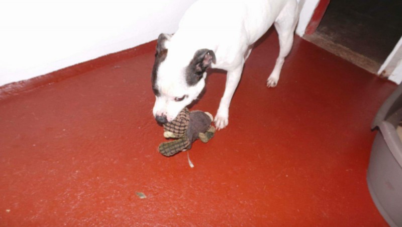 Charnwood House | Kennel Gallery Images