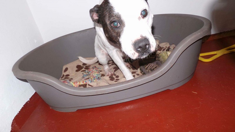 Charnwood House | Kennel Gallery Images