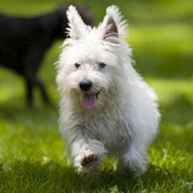 Tint Technology Secur-fix