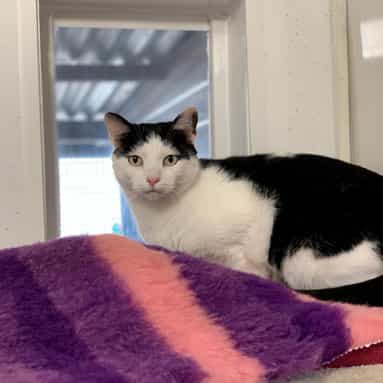 Tint Technology Secur-fix