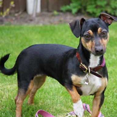 Tint Technology Secur-fix