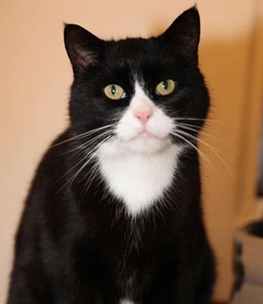 Tint Technology Secur-fix