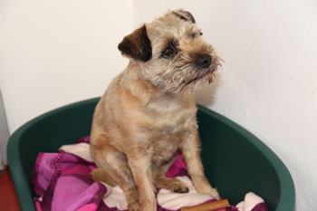 Kennels