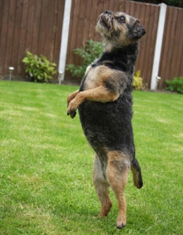 Kennels
